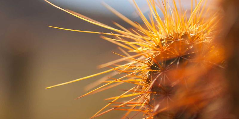 历史研究：连接过去与未来的文化桥梁