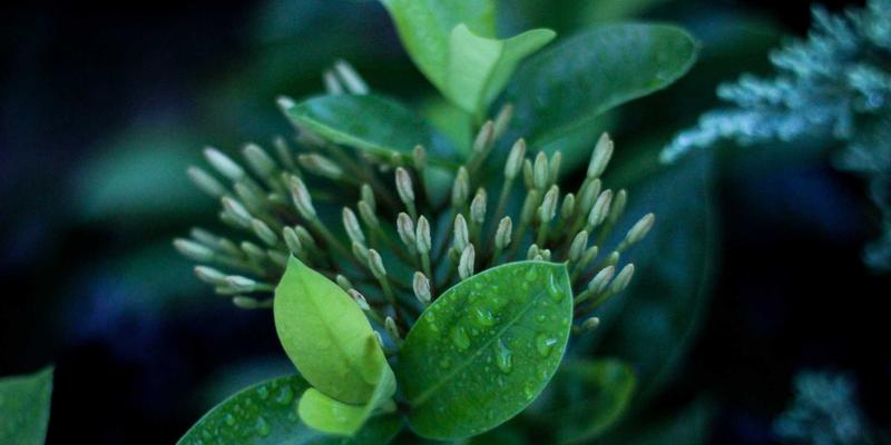 被遗忘的暗影玫瑰：二战期间女性英雄的人文交流与历史研究价值