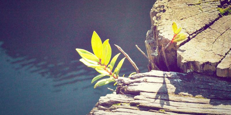 黑死病如何永久重塑欧洲：一段医疗社会史视角下的历史研究与文化遗产